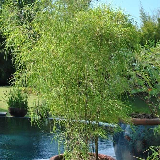 Ornamental Bamboo Seeds