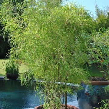 Ornamental Bamboo Seeds