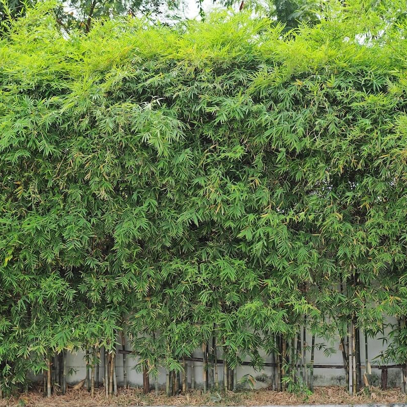 Ornamental Bamboo Seeds
