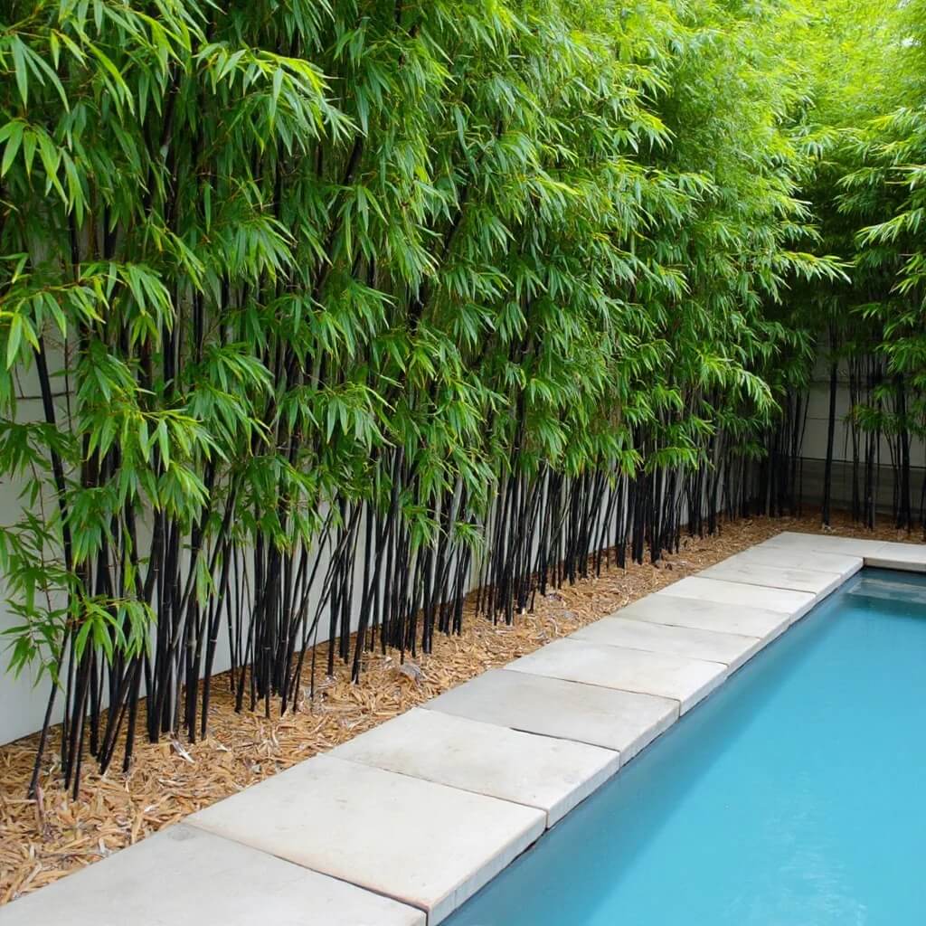 Ornamental Bamboo Seeds