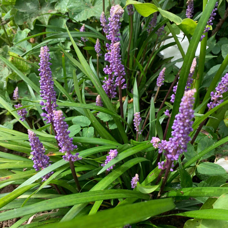 Ornamental Border Grass Seeds