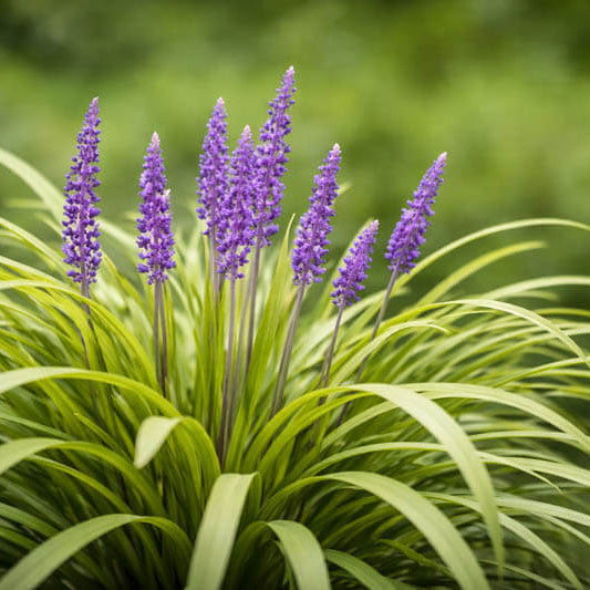 Ornamental Border Grass Seeds