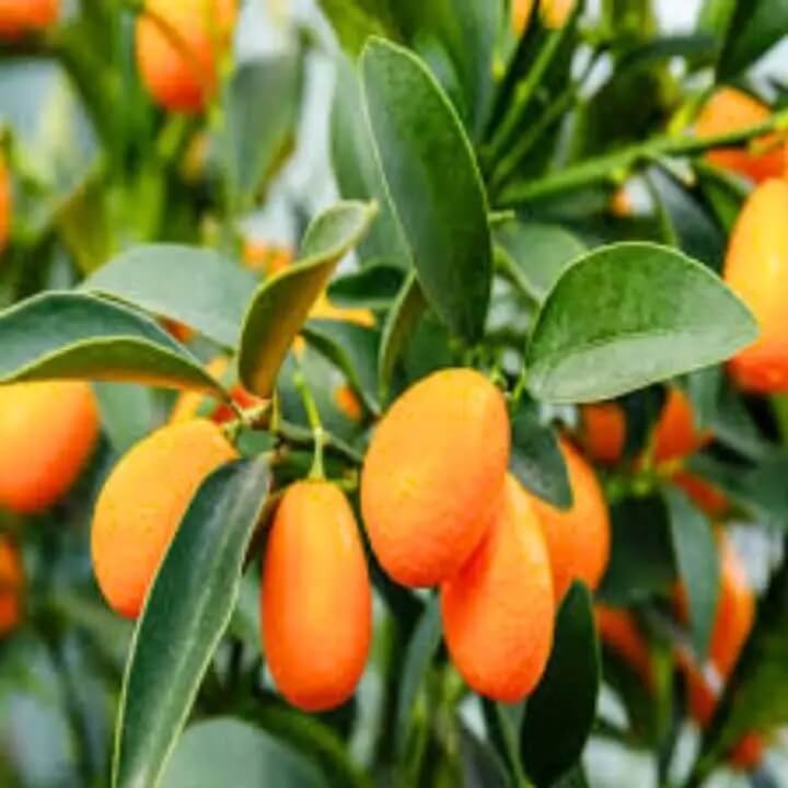 Ornamental Citrus Seeds