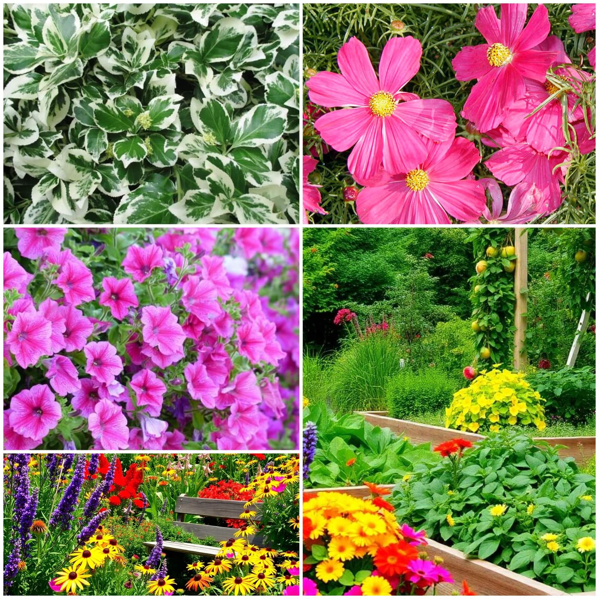 Ornamental Flowers Seeds - All In One For Home Gardens