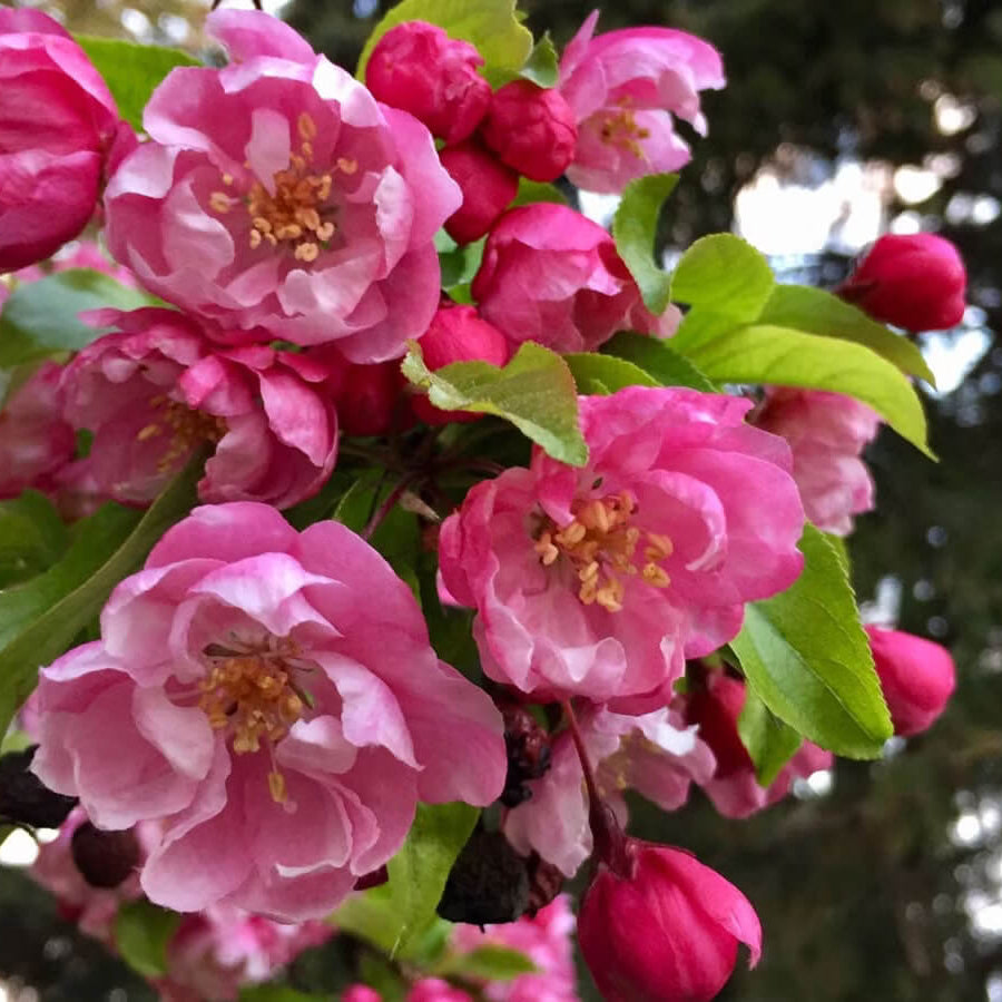 Ornamental Flowers Seeds - All In One For Home Gardens