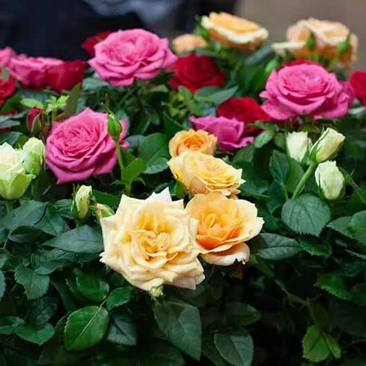 Ornamental Flowers Seeds - All In One For Home Gardens