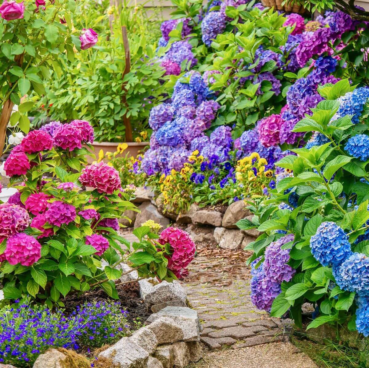 Ornamental Flowers Seeds - All In One For Home Gardens