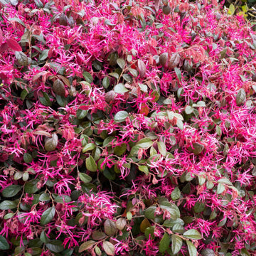 Fringe Seeds – Ornamental
