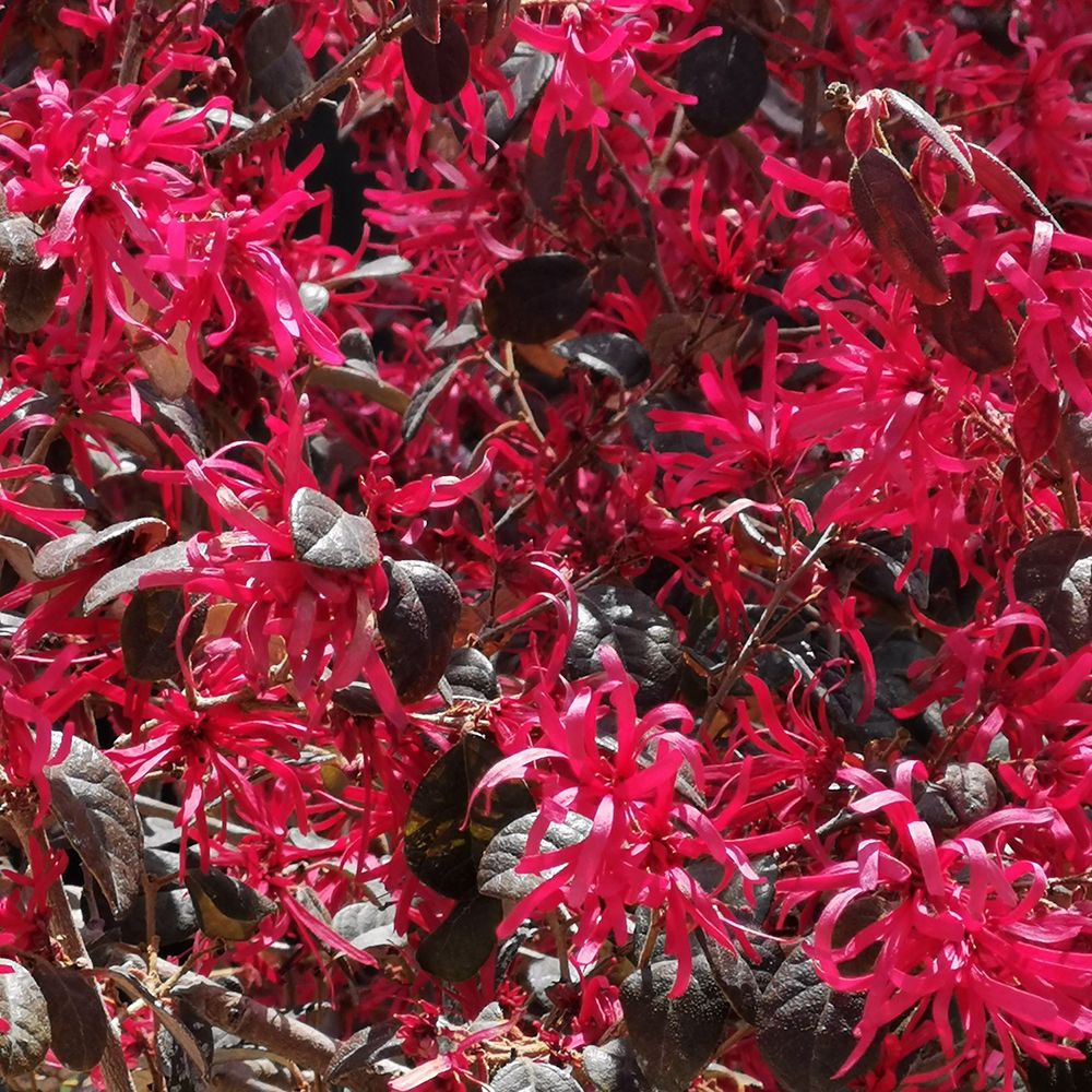 Ornamental Fringe Seeds 
