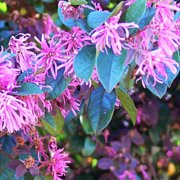Ornamental Fringe Seeds 