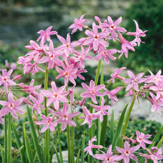Ornamental Garlic Seeds - Herbal Plant