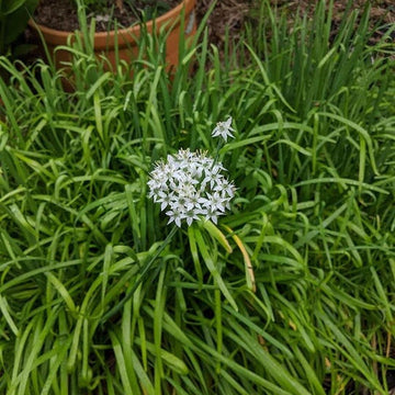 Ornamental Garlic Seeds - Herbal Plant