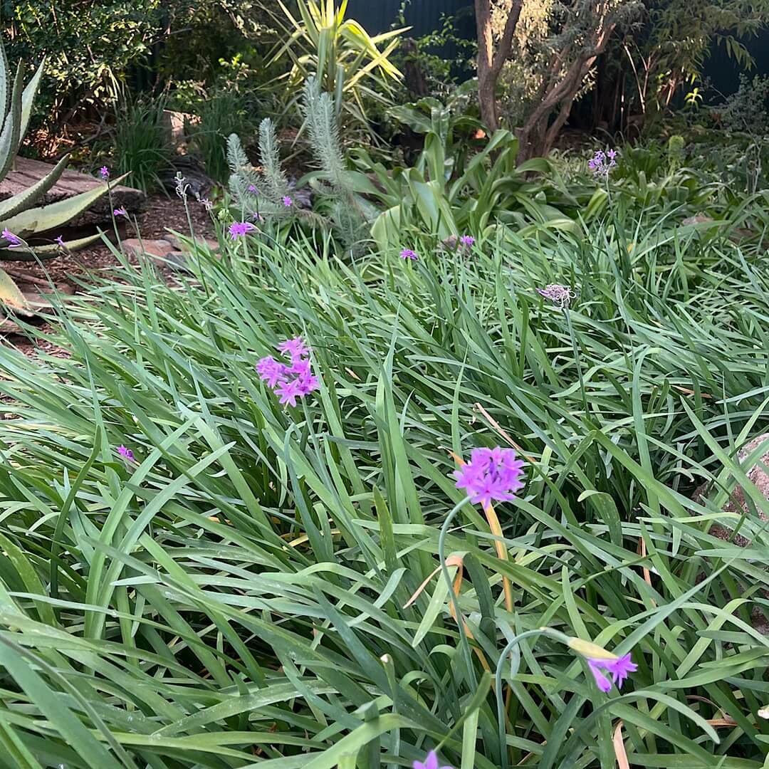 Ornamental Garlic Seeds - Herbal Plant