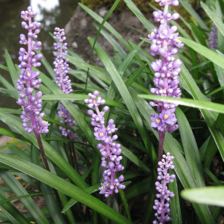 Ornamental Grass Seeds
