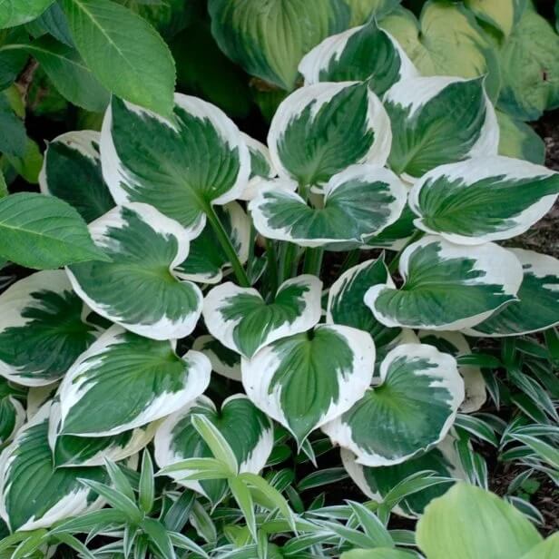 Ornamental Hosta Seeds