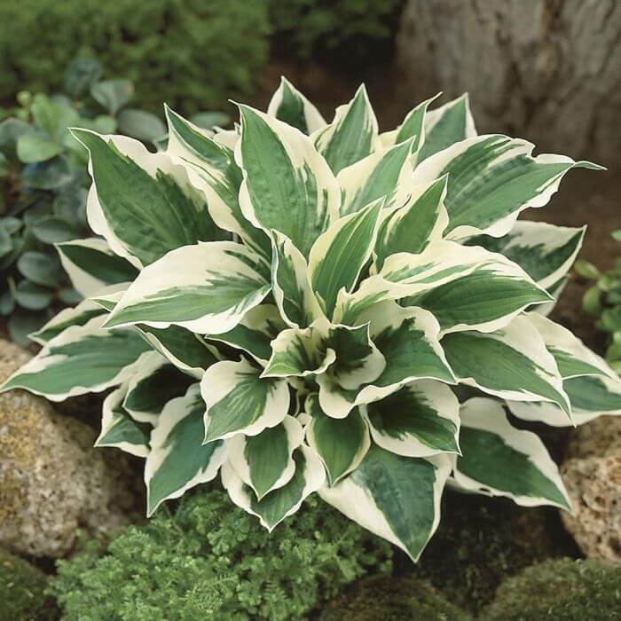 Ornamental Hosta Seeds