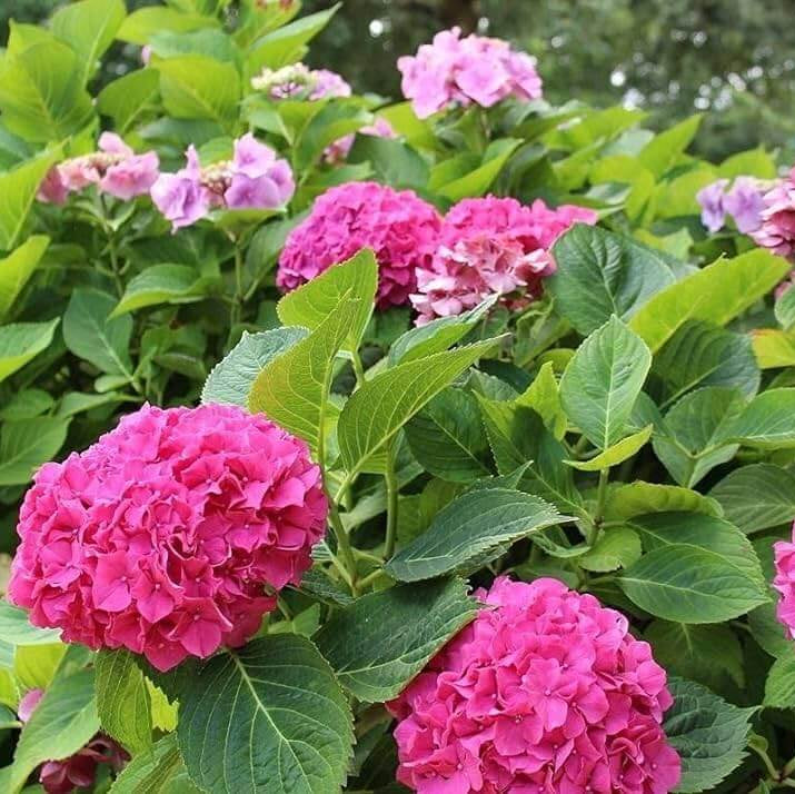 
Ornamental Hydrangea Seeds - Flower Plant
