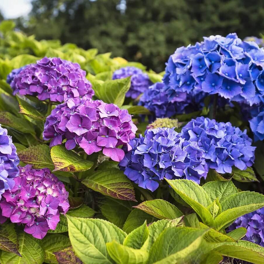 
Ornamental Hydrangea Seeds - Flower Plant
