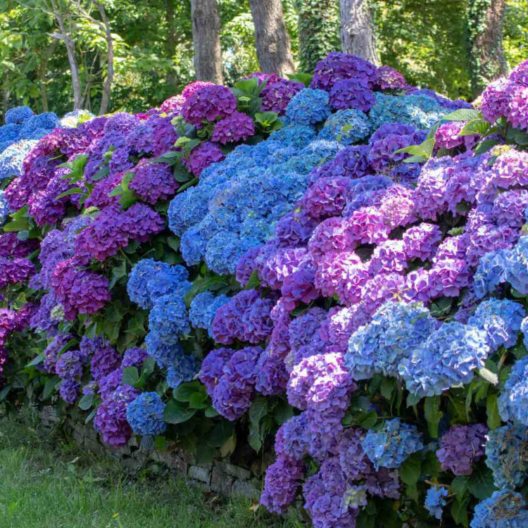 
Ornamental Hydrangea Seeds - Flower Plant
