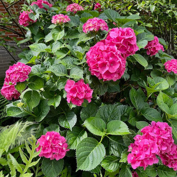 
Ornamental Hydrangea Seeds - Flower Plant
