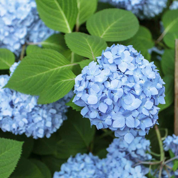 
Ornamental Hydrangea Seeds - Flower Plant
