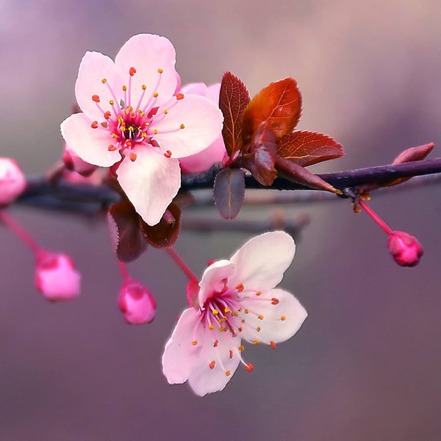 Ornamental Japanese Cherry Seeds 