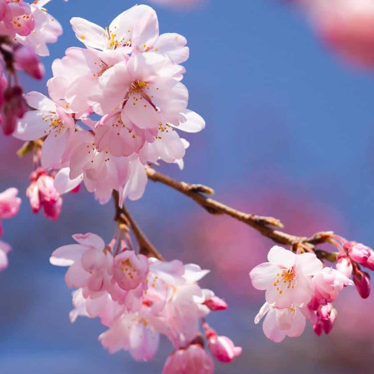 Ornamental Japanese Cherry Seeds 