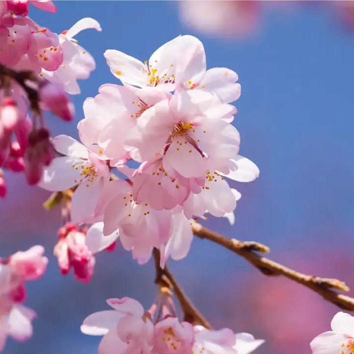 Ornamental Japanese Cherry Seeds 