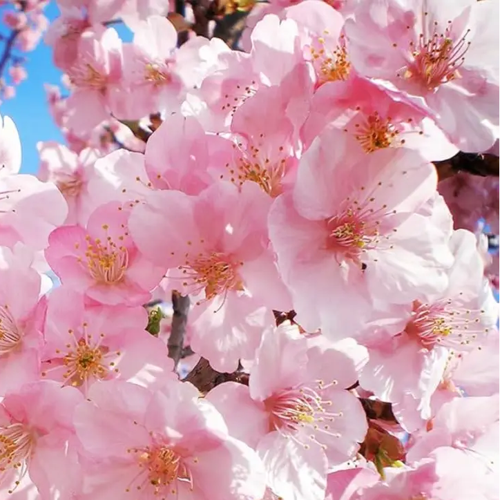 Ornamental Japanese Cherry Seeds 