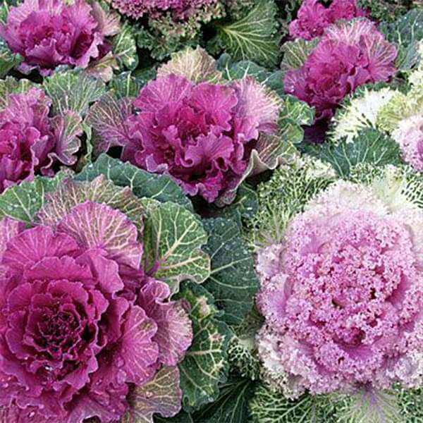 Ornamental Mix Kale Seeds