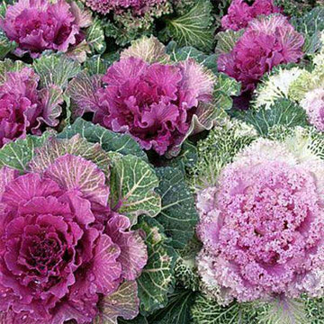 Ornamental Mix Kale Seeds