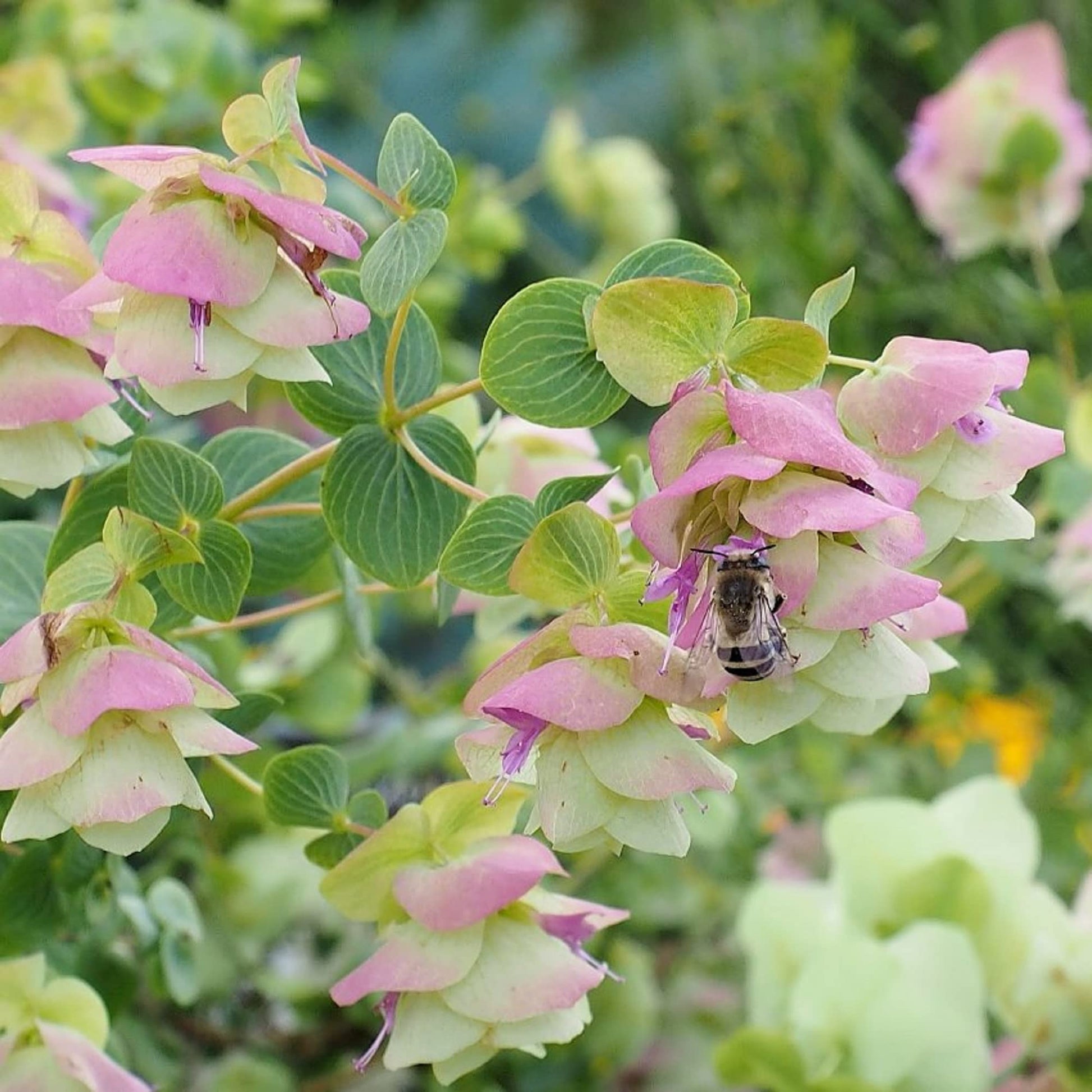 Ornamental Oregano Seeds
