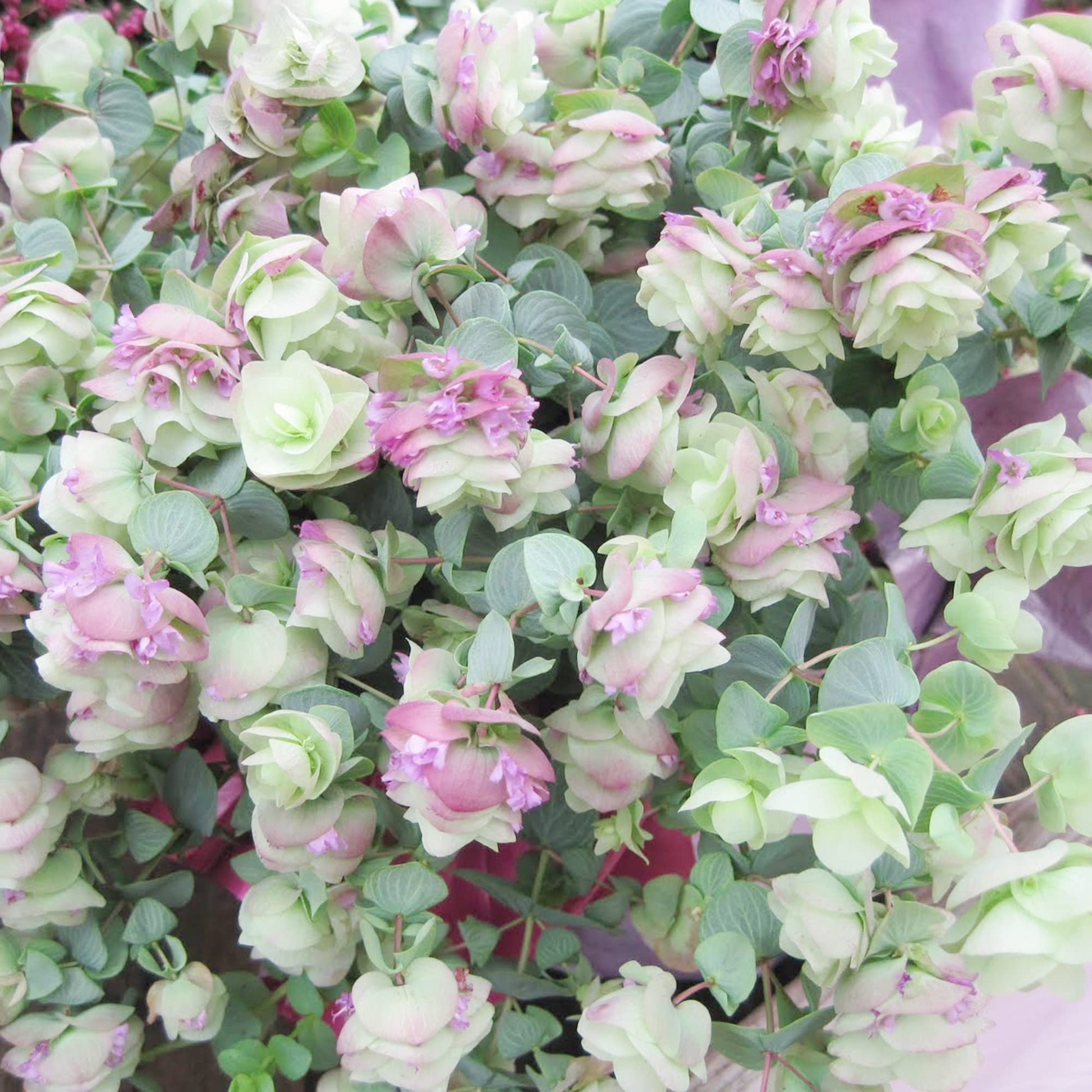 Ornamental Oregano Seeds