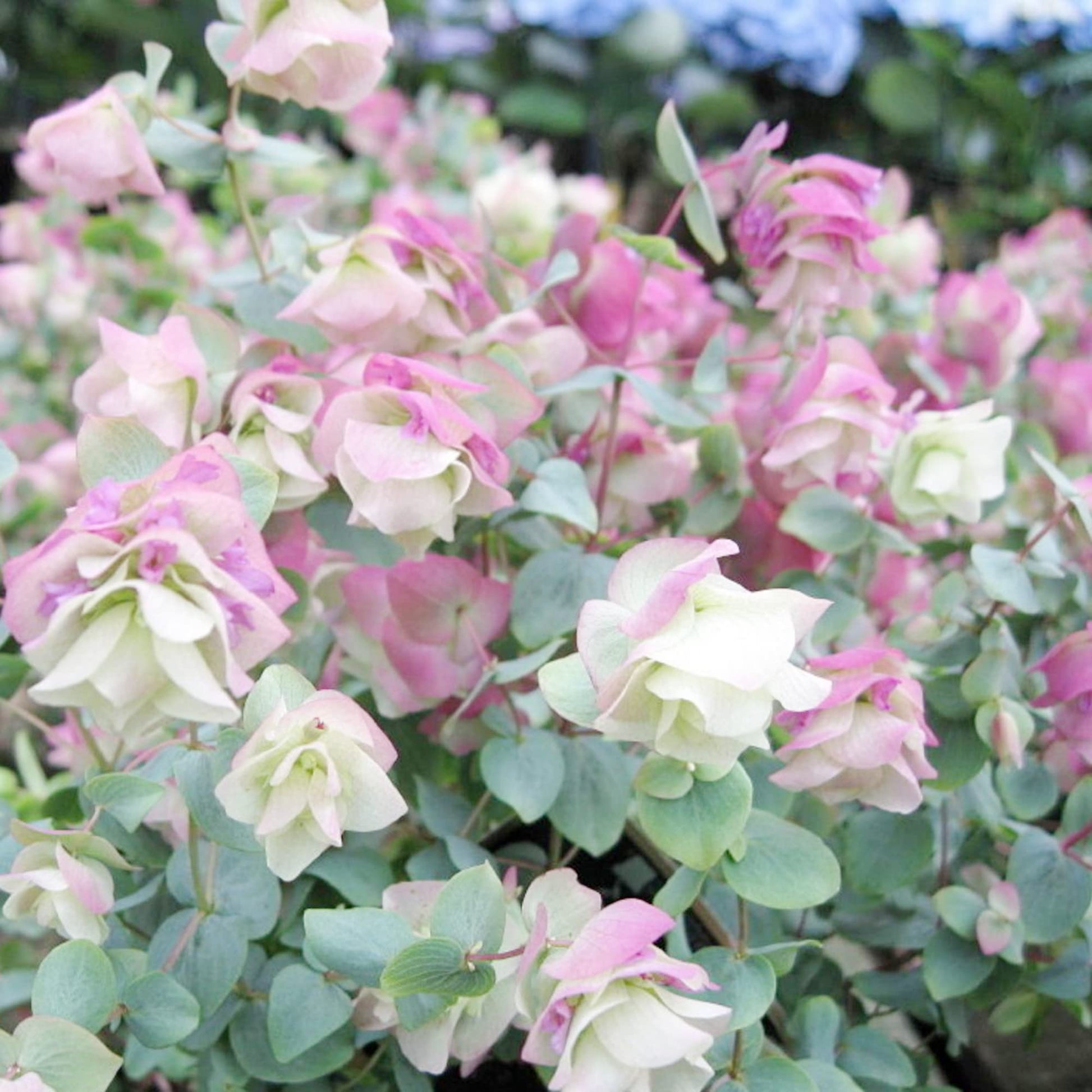 Ornamental Oregano Seeds