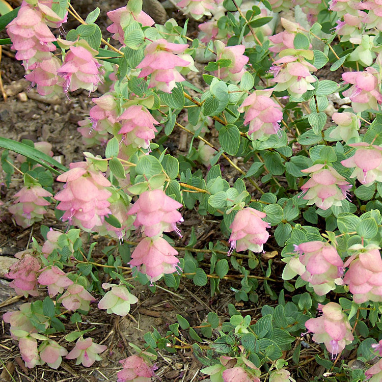 Ornamental Oregano Seeds