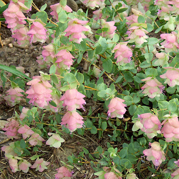 Ornamental Oregano Seeds