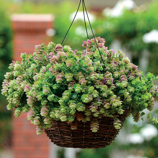 Ornamental Oregano Seeds