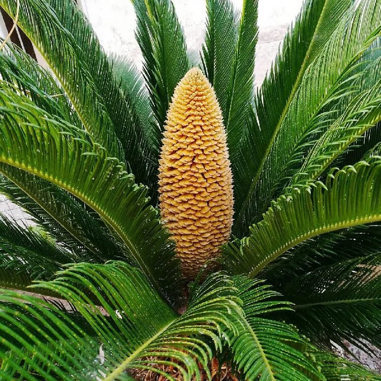 Ornamental Palm Seeds