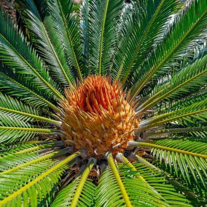 Ornamental Palm Seeds
