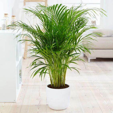 Ornamental Palm Seeds