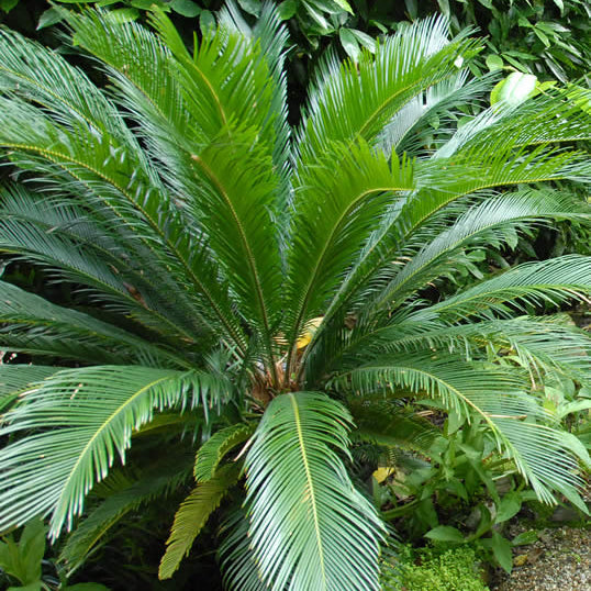 Ornamental Palm Seeds
