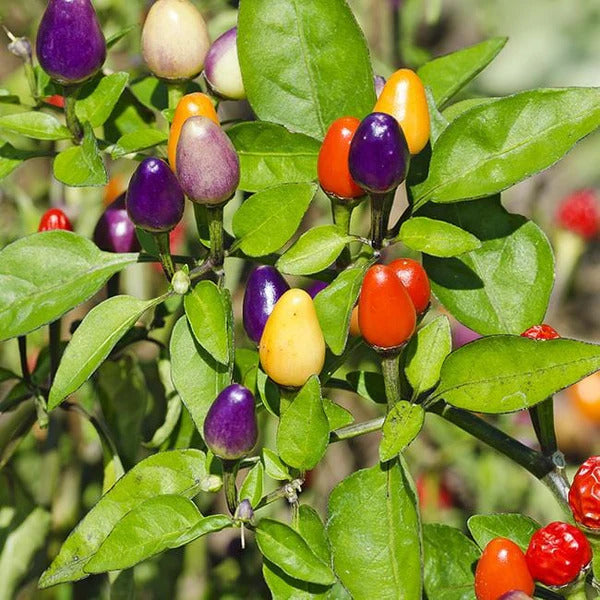 Ornamental Pepper Seeds 