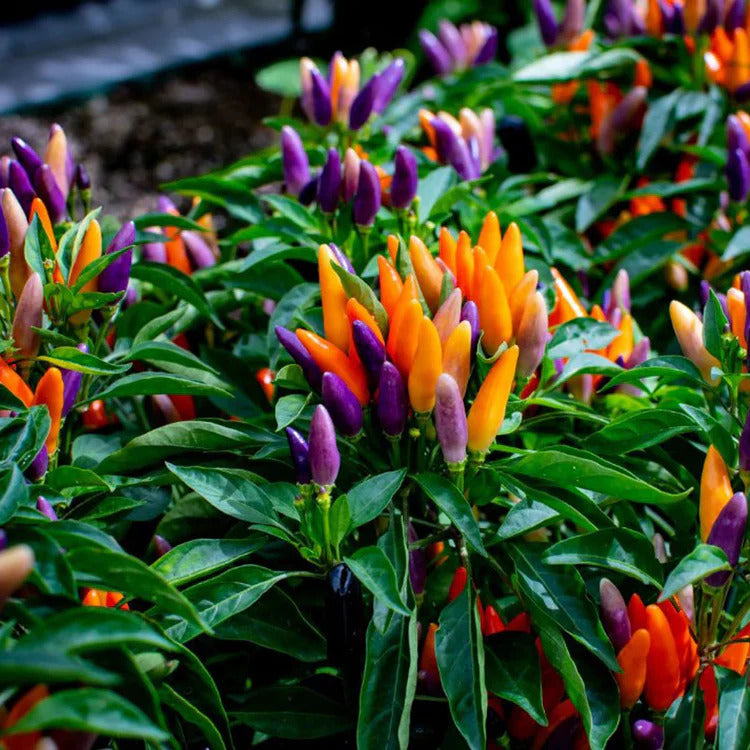 Ornamental Pepper Seeds 