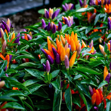 Ornamental Pepper Seeds 