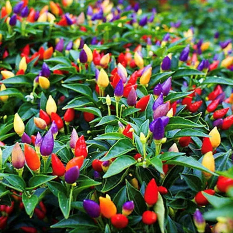 Ornamental Pepper Seeds 