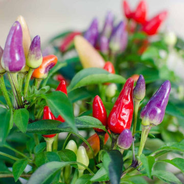 Ornamental Pepper Seeds 