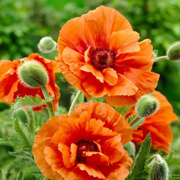 Ornamental Poppy Seeds - Flower Plant