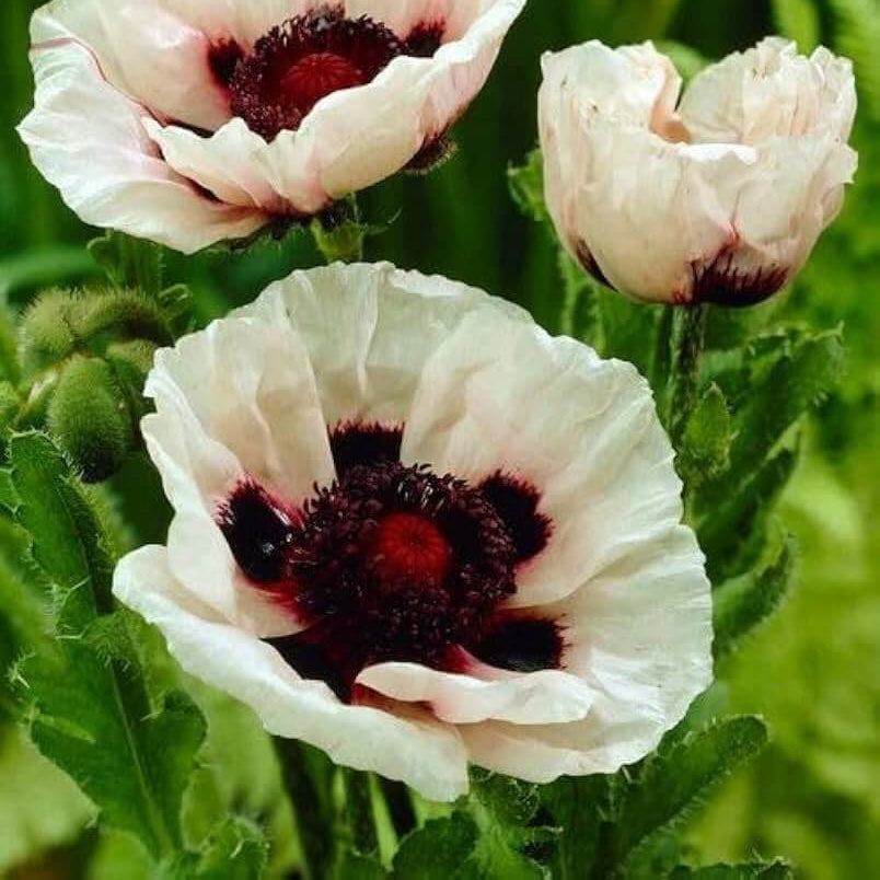 Ornamental Poppy Seeds - Flower Plant