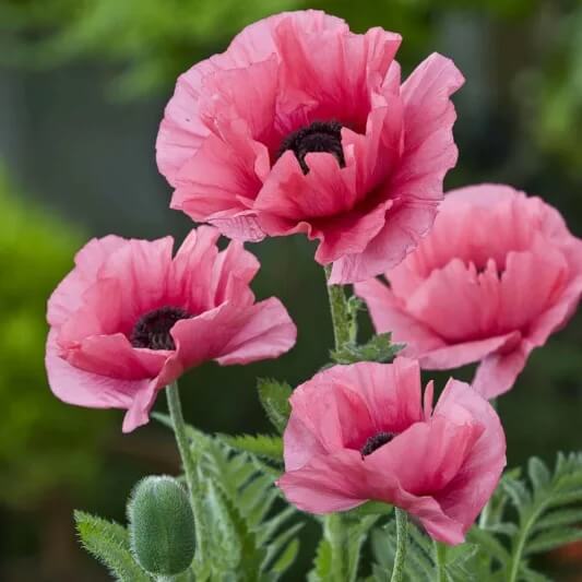 Ornamental Poppy Seeds - Flower Plant
