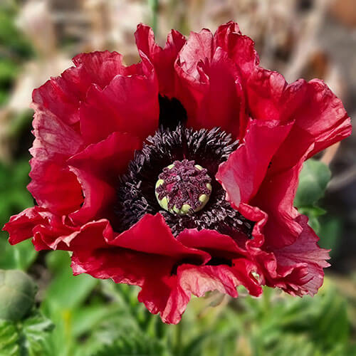 Ornamental Poppy Seeds - Flower Plant